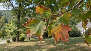 Maple leaves with brown, curled edges and patches of yellow and red against a still-green residential yard.