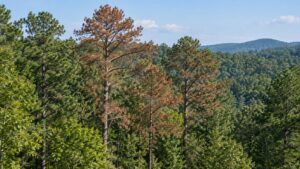 Pine trees with rust-brown needles stand among green trees on a wooded hillside.